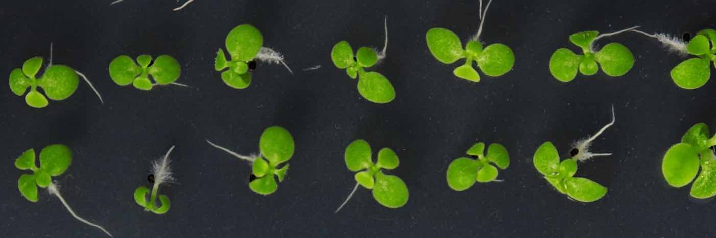 Arabidopsis thaliana